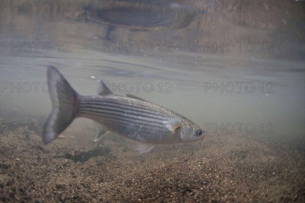 Thick lipped mullet