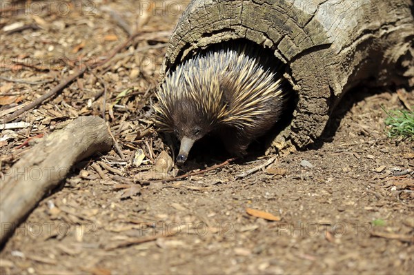 Short-beaked Echidna