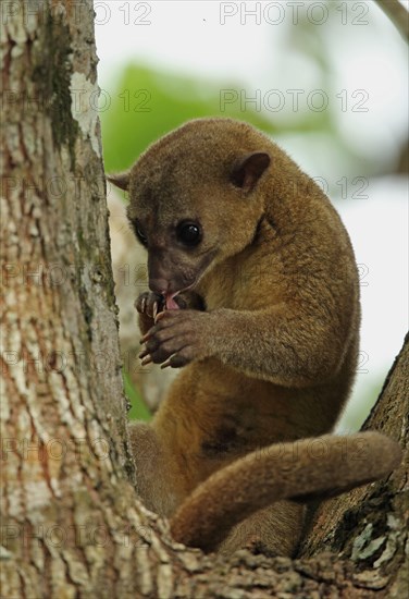 Kinkajou