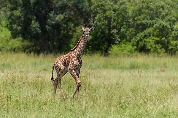 Masai Giraffe