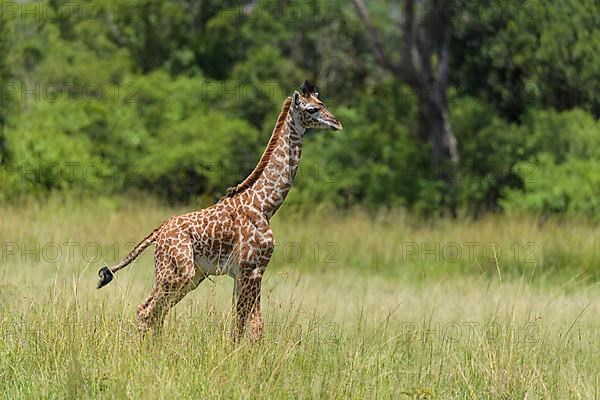 Masai Giraffe