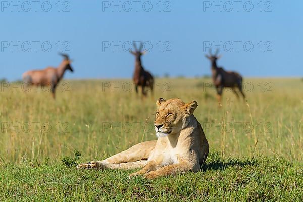 African lion