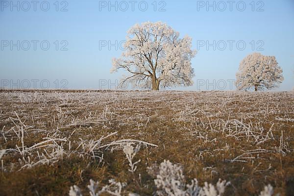 Winter Landscape with Two Linden Trees and Hoarfrost in Winter on the