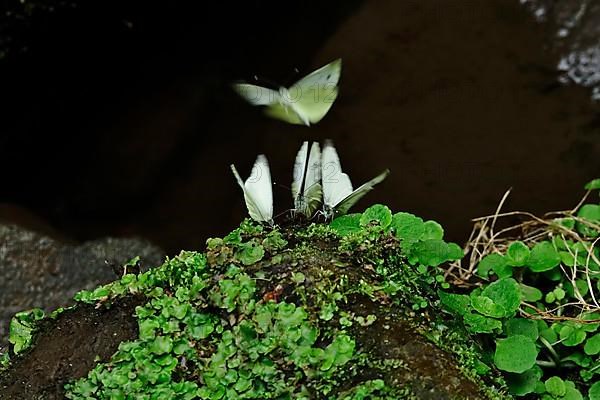 Green veined white butterfly