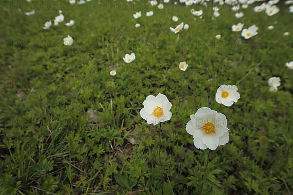 Group with snowdrop anemone