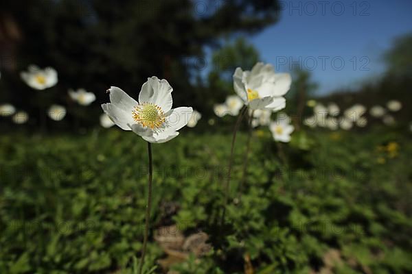 Group of snowdrop anemone