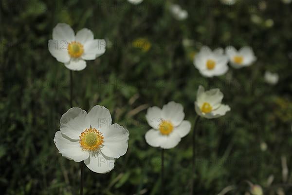 Group of snowdrop anemone