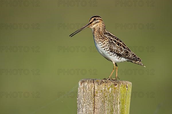 Common Snipe