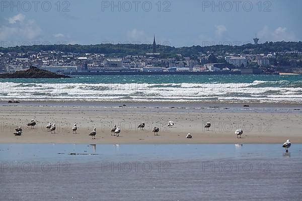 Sandy beach beach Sainte-Anne-la-Palud at low tide