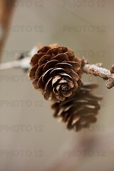 Subalpine larch