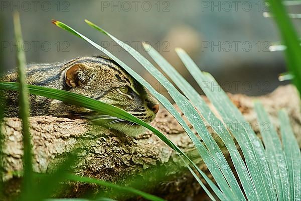 Fishing cat