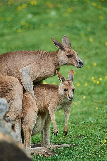 Eastern grey kangaroo