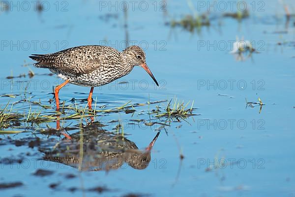 Common redshank