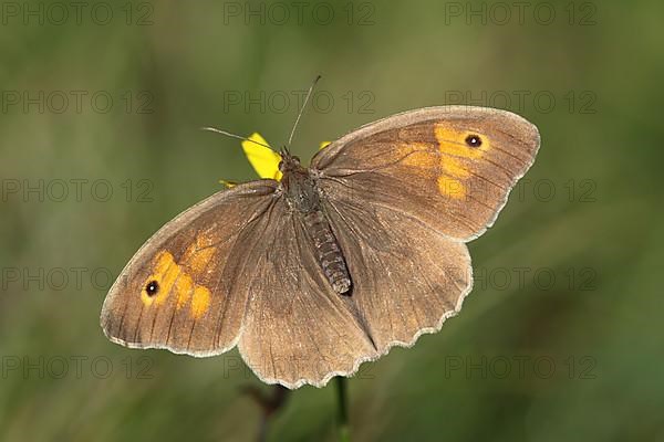 Meadow brown