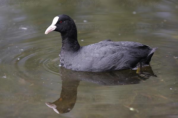 Eurasian Coot