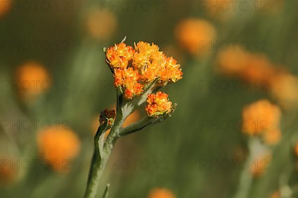 Sand strawflower