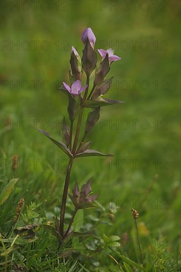 Field Gentian