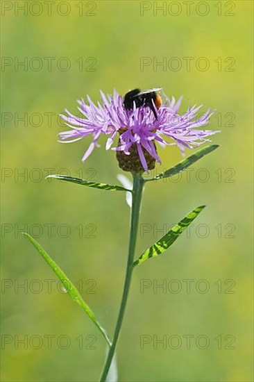 Brown knapweed