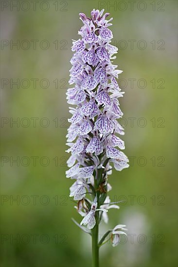 Moorland spotted orchid