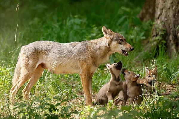 European gray wolf