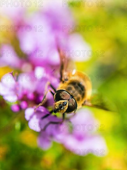 Common Drone Fly