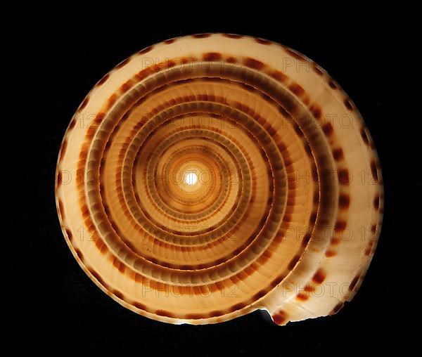 Snail shell in transmitted light
