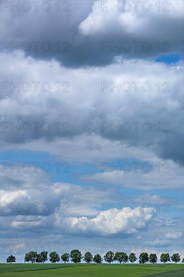 Avenue of trees with cloudy sky