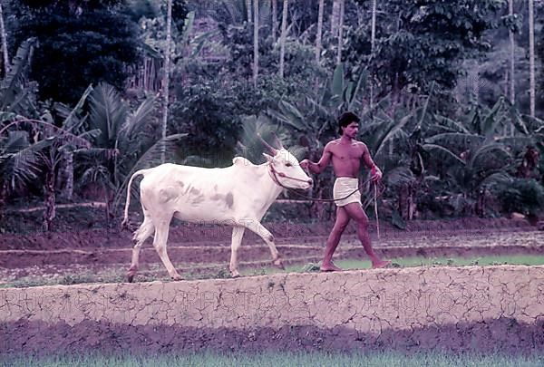 A man bringing his bullock for the race in Maramadi or Kalappoottu is a type of cattle race conducted in Chithali near Palakkad