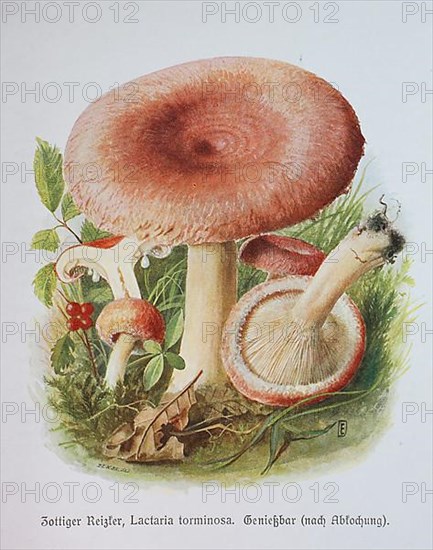 Mushroom