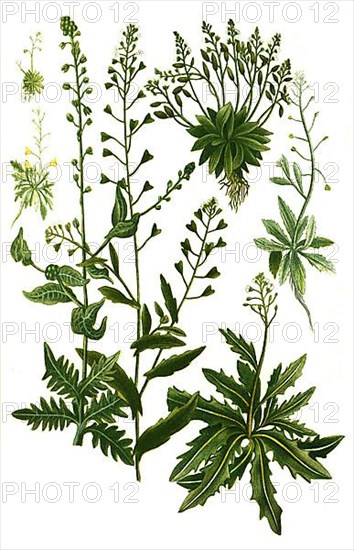 Bursa pastoris minima and Bursa pastoris minor and Bursa pastoris serratifolia and Bursa pastoris major and Bursa pastoris monstrosa major