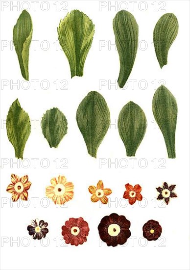 Variants of the least primrose