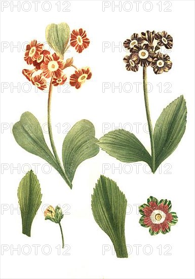 Variants of the least primrose