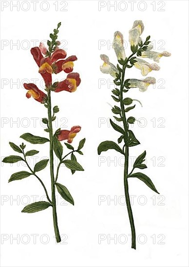 Common snapdragon