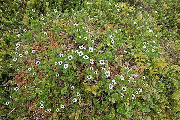 Swedish dogwood