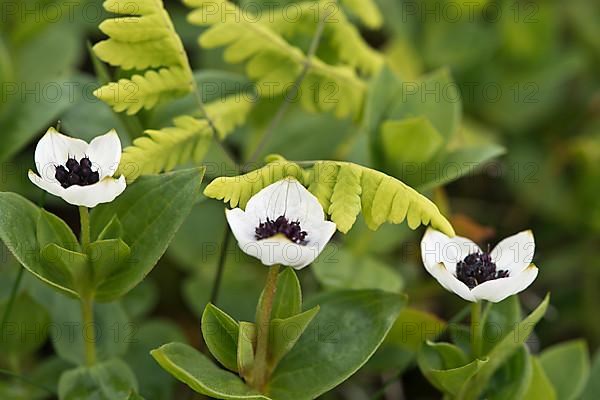 Swedish dogwood