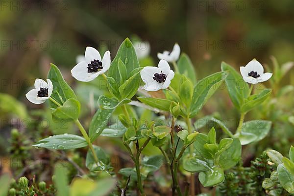 Swedish dogwood