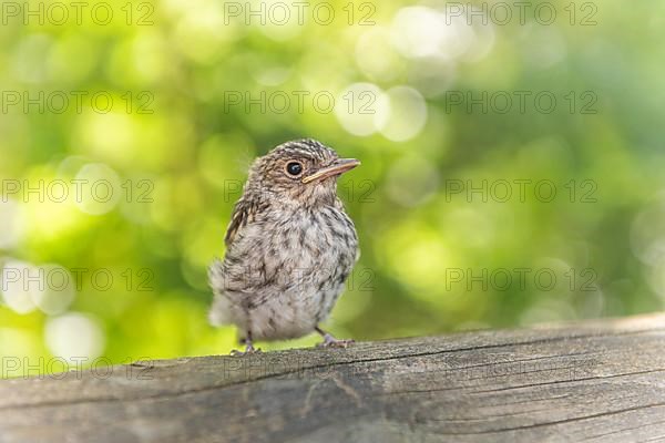 Sparrow chick out of nest waiting for its parents in the forest. Alsace