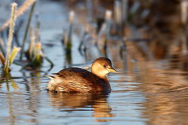 Little Grebe