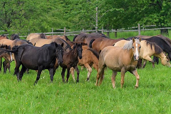 Domestic horse, herd on the pasture