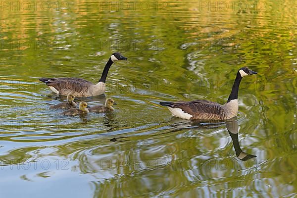 Canada goose,