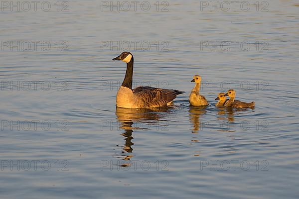 Canada goose,