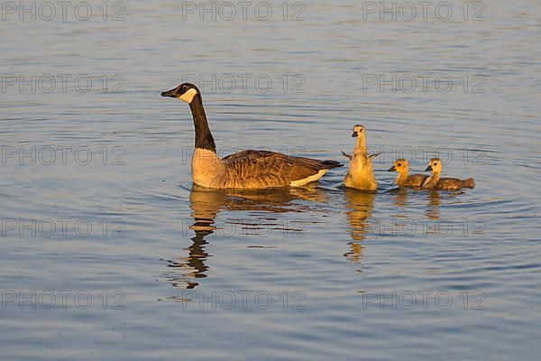 Canada goose,