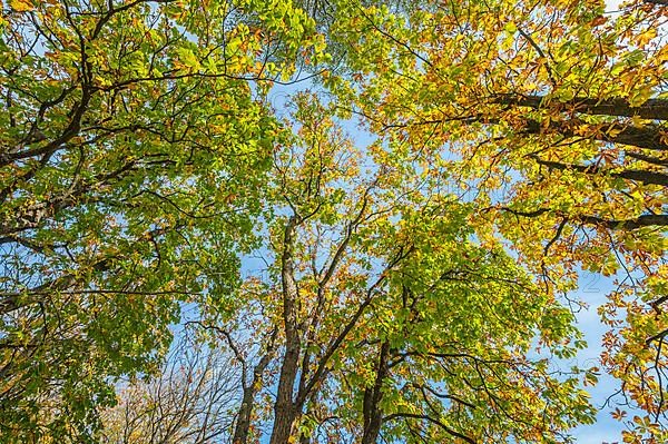 Chestnut tree in autumn, Nature Reserve