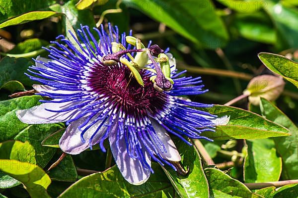 Violet Flower of Passion flowers, Passion vines