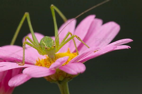 Speckled bush cricket,