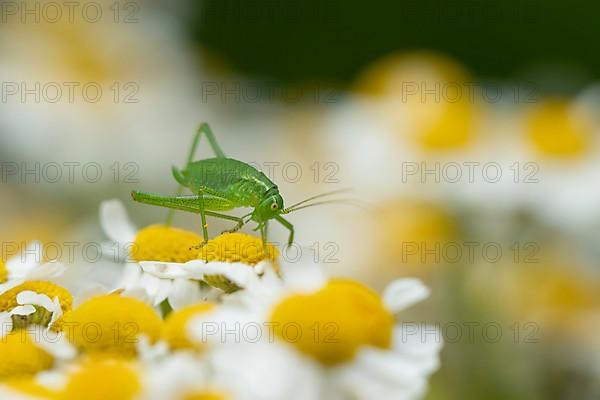 Speckled bush cricket,