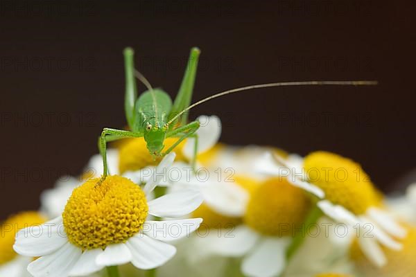 Speckled bush cricket,