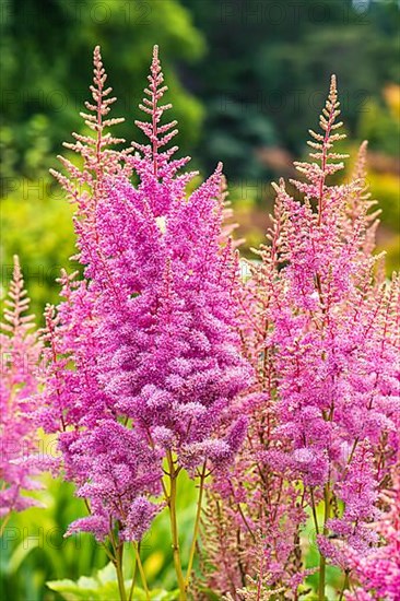 Astilbes, Astilbe flowers