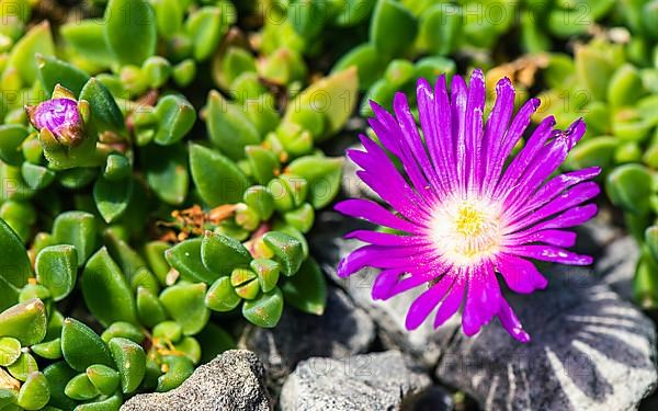 Aberdeen dew plant, Lampranthus Purple