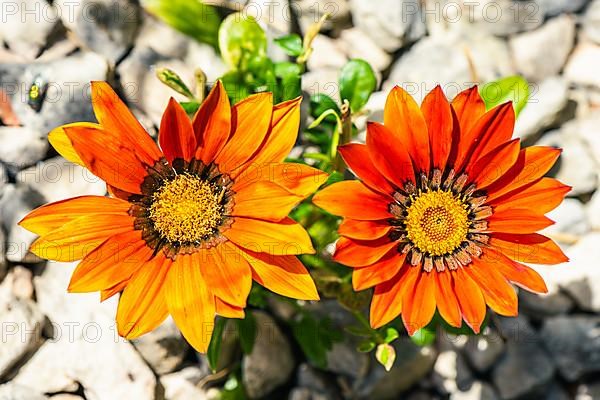 African Daisy, Asteraceae